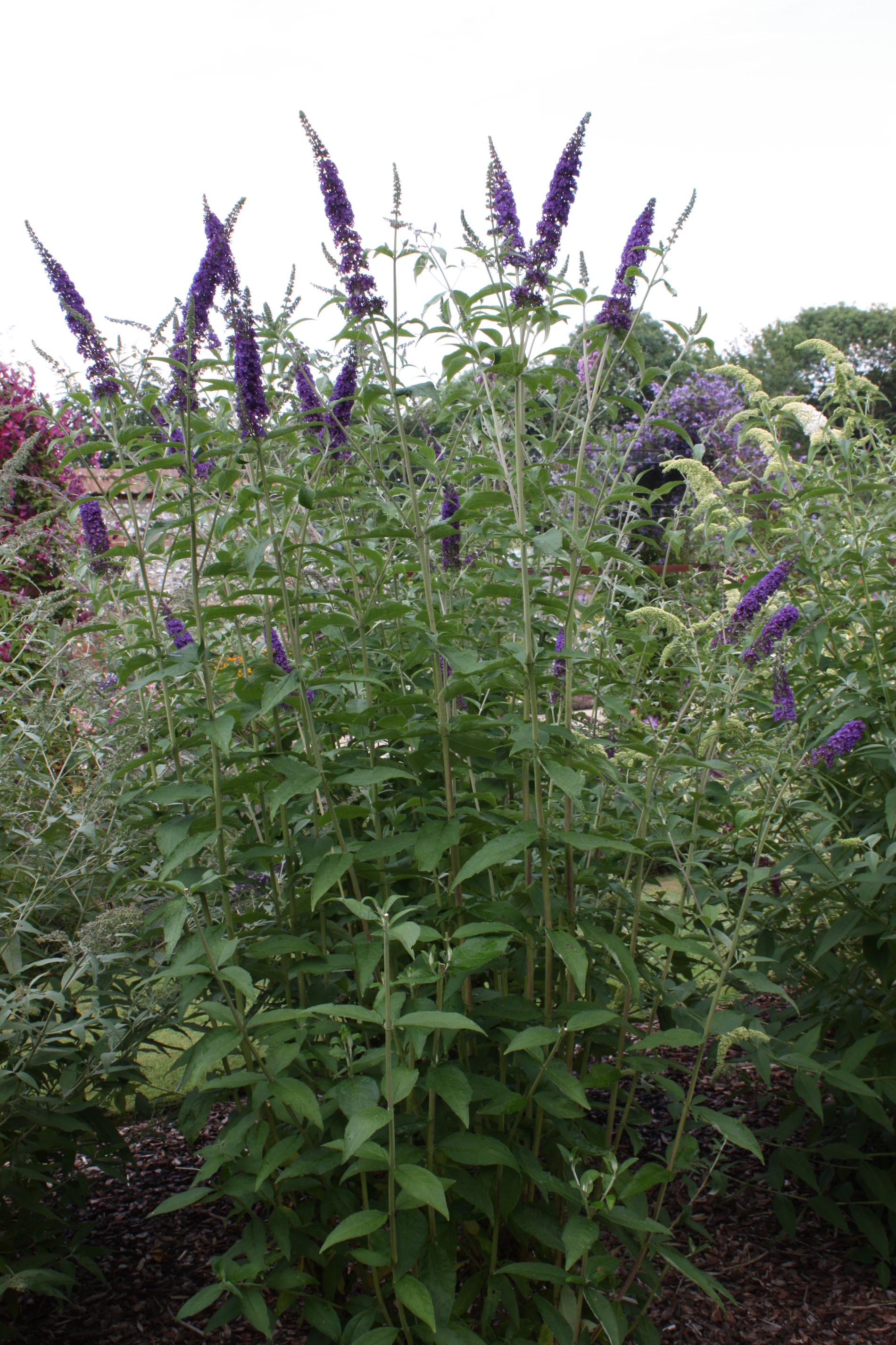 Buddleja davidii 'Empire Blue'